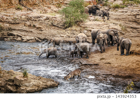 African bush elephant in Greater Kruger National park, South Africa African bush elephant in Greater Kruger National park, South Africa 143924353