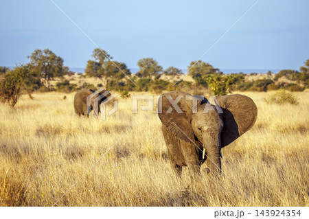 African bush elephant in Greater Kruger National park, South Africa African bush elephant in Greater Kruger National park, South Africa 143924354