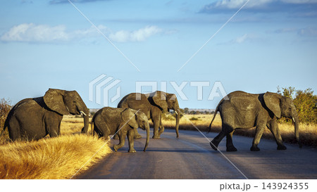African bush elephant in Greater Kruger National park, South Africa 143924355