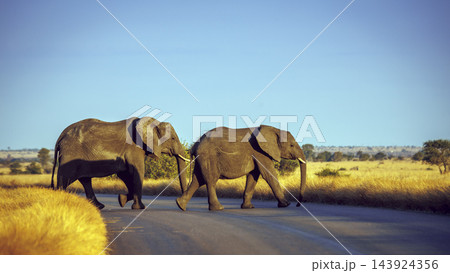 African bush elephant in Greater Kruger National park, South Africa 143924356