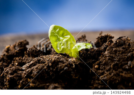Green Seedling Sprouting in Soil Macro Nature Background Green Seedling Sprouting in Soil Macro Nature Background 143924498