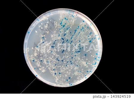 Bacterial Colonies on Petri Dish in Microbiology Lab 143924519