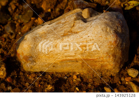 Fossilized Chaetetes sponge specimen with silica replacement found in a quarry, showcasing detailed ancient marine organism texture and geological preservation on rocky ground Fossilized Chaetetes sponge specimen with silica replacement found in a quarry, showcasing detailed ancient marine organism texture and geological preservation on rocky ground 143925128