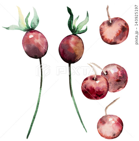 Watercolor red berries with green leaves. Hand drawn winter Isolated illustration for Christmas cards 143925197