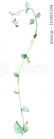 Watercolor trailing vine with green leaves, botanical greenery isolated illustration, single element Watercolor trailing vine with green leaves, botanical greenery isolated illustration, single element 143925199