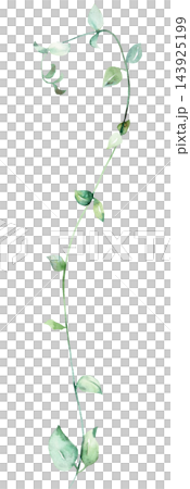 Watercolor trailing vine with green leaves, botanical greenery isolated illustration, single element 143925199