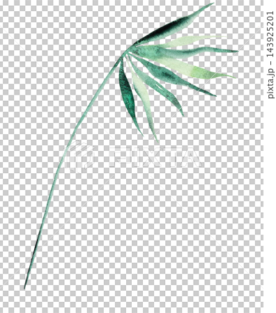 Watercolor soft green leaves, botanical isolated illustration. Romantic wedding stationery 143925201
