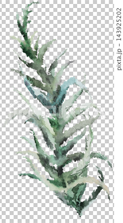 Watercolor juniper branch with green leaves. Winter Christmas Isolated illustration for stationery Watercolor juniper branch with green leaves. Winter Christmas Isolated illustration for stationery 143925202