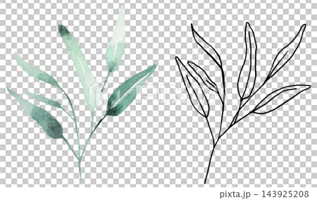 Watercolor botanical clipart with green eucalyptus leaves and black line art, isolated illustration 143925208