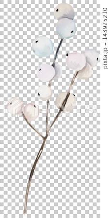 Watercolor white winter berries on brown branches. Winter Isolated illustration for Christmas cards Watercolor white winter berries on brown branches. Winter Isolated illustration for Christmas cards 143925210