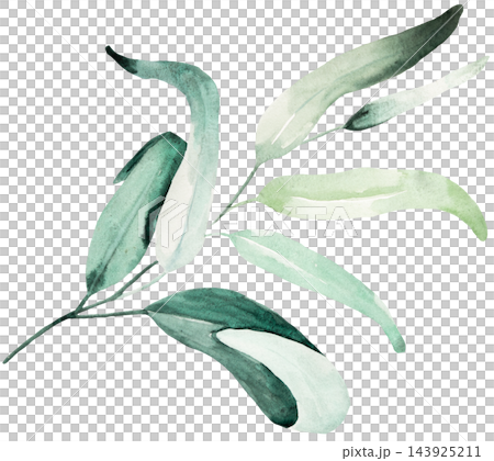Hand drawn watercolor green eucalyptus leaves, botanical greenery isolated illustration element Hand drawn watercolor green eucalyptus leaves, botanical greenery isolated illustration element 143925211