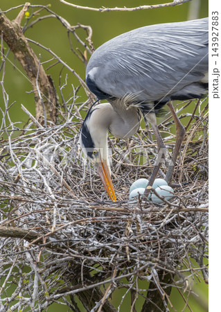 Great blue heron tending nest with eggs in Prague 143927883