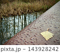 Wet concrete path with fallen leaf beside reflective marsh reeds outdoors 143928242