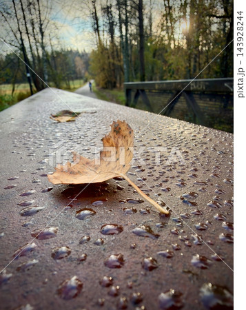 Fallen autumn leaf with raindrops on a weathered wooden bridge in woodland Fallen autumn leaf with raindrops on a weathered wooden bridge in woodland 143928244