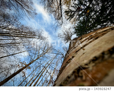 Upward view beside textured tree trunk with bare branches and blue sky Upward view beside textured tree trunk with bare branches and blue sky 143928247