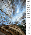Upward view along textured tree trunk beneath bare branches and blue sky 143928248