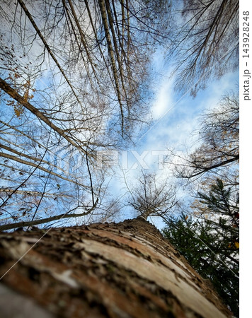 Upward view along textured tree trunk beneath bare branches and blue sky Upward view along textured tree trunk beneath bare branches and blue sky 143928248