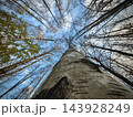 Upward view of tall birch tree trunk surrounded by bare branches and blue sky 143928249