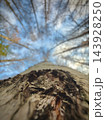 Looking upward along textured tree trunk toward blue sky and bare branches 143928250