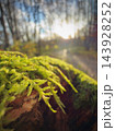 Sunlit green moss and fern growth on a forest log in soft woodland light 143928252