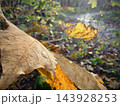 Close view of dry brown oak leaves on a sunlit forest floor in autumn 143928253