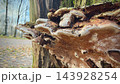 Large layered bracket fungi growing from a weathered tree trunk beside path 143928254