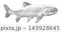 Fish Silhouette Made of Black Stippled Dots on White Background. Hand-Drawn Pointillism Style Aquatic Animal Vector 143928645