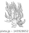 Branching Coral Vector Illustration in Vintage Stipple Dot Engraving Style Isolated on White Background for Marine Biology and Ocean 143928652