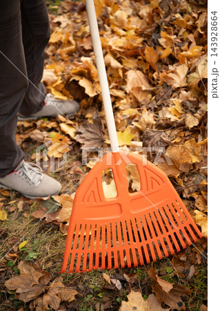 Orange leaf rake collecting yellow fallen leaves in autumn 143928664