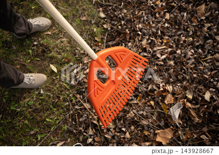 Orange garden rake gathering dry fallen leaves from lawn Orange garden rake gathering dry fallen leaves from lawn 143928667