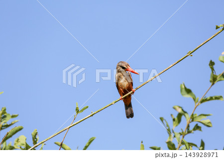 Grey-headed kingfisher perched on a stem against a blue sky, Samburu National Reserve, Kenya 143928971