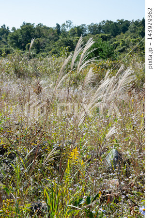 ススキが生えてる草むらの秋景 ススキが生えてる草むらの秋景 143929362