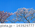 春の訪れと新生活を彩る満開の桜と青空の背景素材 143929777