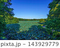 新緑の木々とハス池を背景にした持続可能な環境・サステナビリティ訴求の背景素材 143929779