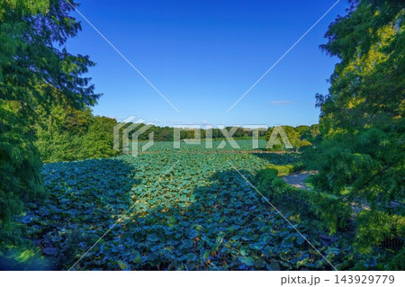 新緑の木々とハス池を背景にした持続可能な環境・サステナビリティ訴求の背景素材 新緑の木々とハス池を背景にした持続可能な環境・サステナビリティ訴求の背景素材 143929779