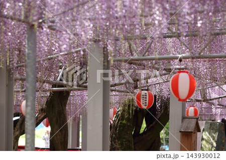 柳川市 中山大藤 藤の花、 柳川市 中山大藤 藤の花、 143930012