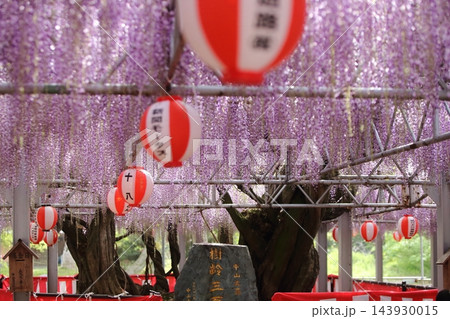 柳川市 中山大藤 藤の花、 柳川市 中山大藤 藤の花、 143930015