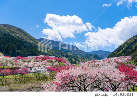 長野県阿智村　花桃の里 143930831