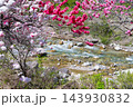 長野県阿智村　花桃の里 143930832