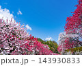 長野県阿智村　花桃の里 143930833