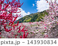 長野県阿智村　花桃の里 143930834