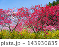 長野県阿智村　花桃の里 143930835