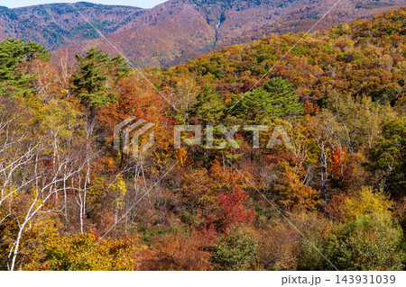 紅葉の木々が広がる山の斜面 紅葉の木々が広がる山の斜面 143931039