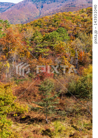 紅葉の木々が広がる山の斜面 143931040