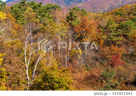 紅葉の木々が広がる山の斜面 143931041