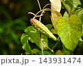 ガガイモの実 143931474