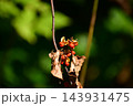 秋の山のツルウメモドキ 143931475