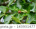 カシワのどんぐり 143931477