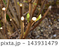 アジサイの新芽 143931479