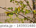 庭のツリバナの芽吹き 143931480